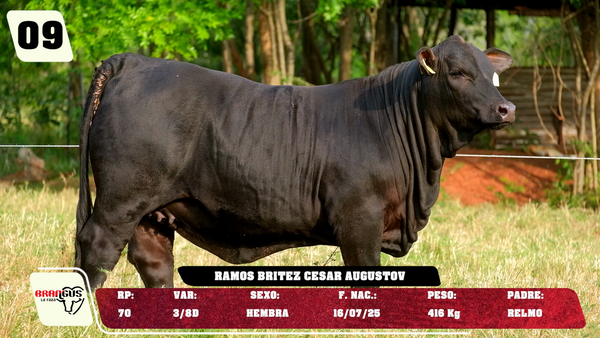 Lote LOTE 9 -JUNIOR