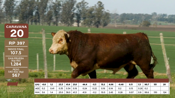 Lote Caravana 20 "Carlos Asuaga Requena"