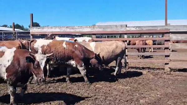 Lote 20 Novillo Gordo en Los Ángeles, VIII Región Biobío