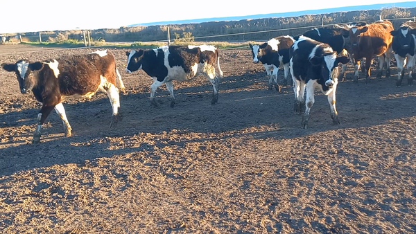 Lote 25 Novillitos Holando Argentino en Porteña, Córdoba