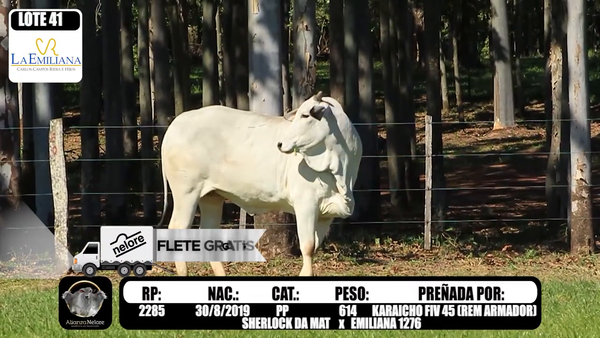 Lote LOTE 41- RP E2285