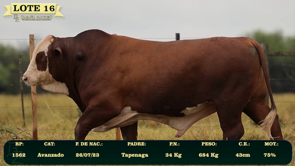Lote LOTE 16