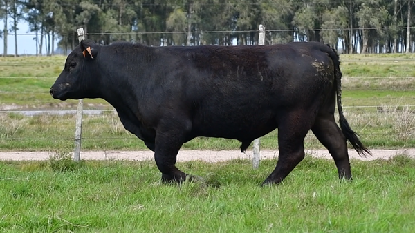 Lote Toros Aberdeen Angus