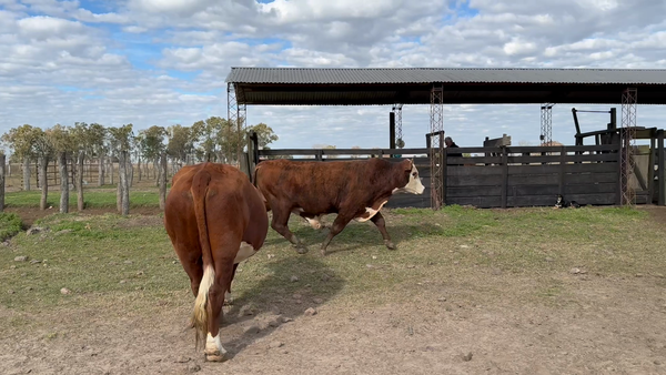 Lote 2 Toros en Corrientes, Mariano I. Loza