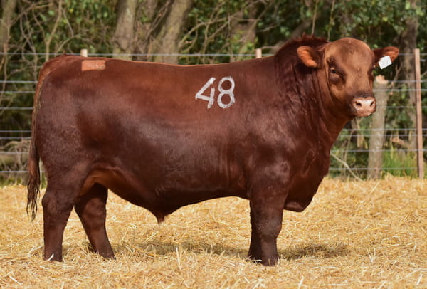 43312 — TOROS ANGUS PC