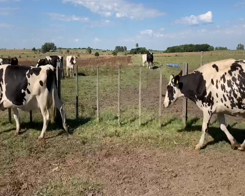 Lote 2 Vaca HOLANDO 600kg - , San José