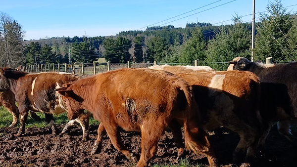 Lote 25 Novillo Engorda en Purranque, X Región Los Lagos