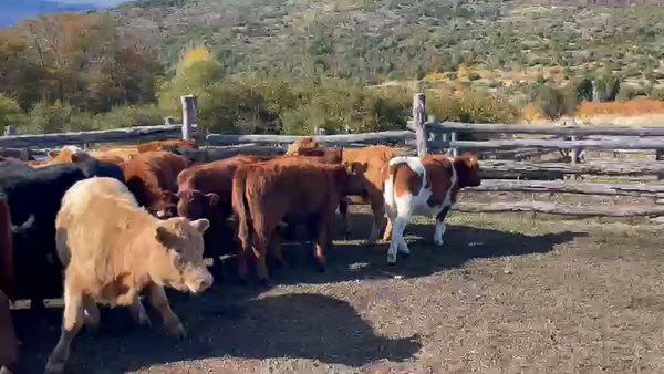 Lote 38 Ternera en Chile Chico, XI Región Aysén
