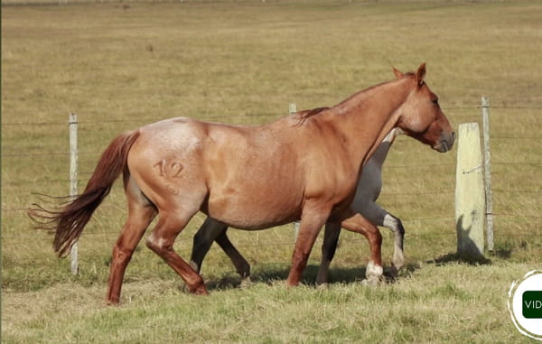 Lote Bayana DEL TERRON