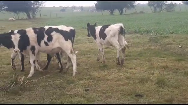 Lote 6 Terneros holando