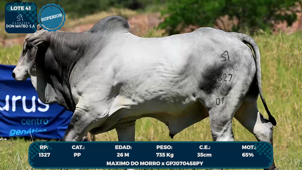 Lote LOTE 41