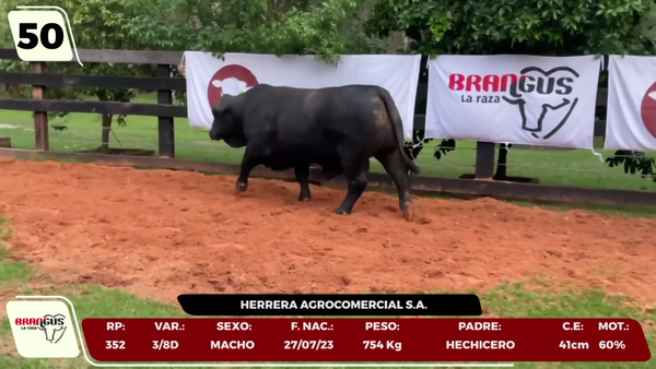 Lote LOTE 50 - CAMPO