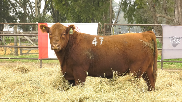 Lote TOROS ANGUS COLORADOS  PC