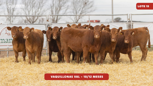 Lote VAQUILLONAS V.A.L. - 10/11 meses