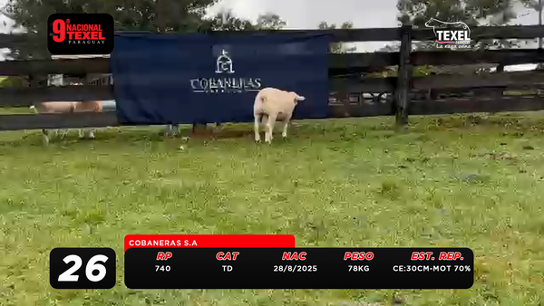 Lote LOTE 26
