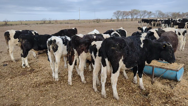 Lote 18 Terneros en Eusebia, Santa Fe