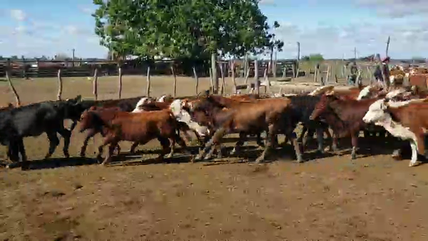 Lote 130 Terneras en Empedrado, Corrientes