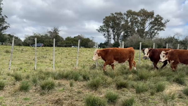 Lote NOVILLOS 1 a 2 AÑOS