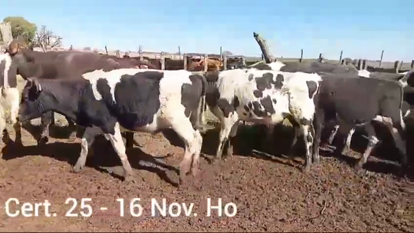 Lote NOVILLOS DE 1 A 2