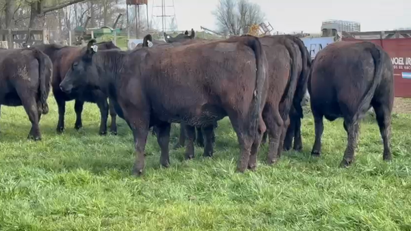 Lote Vaquillonas PC preñadas