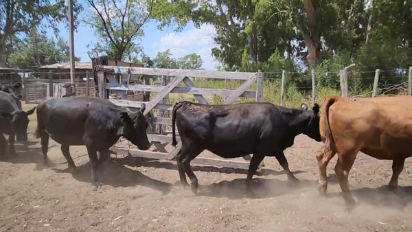 Lote 35 Vaquillonas C/ gtia de preñez en Magdalena, Buenos Aires