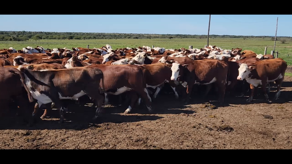 Lote 95 Vaquillonas P/ entorar en Mercedes, Corrientes