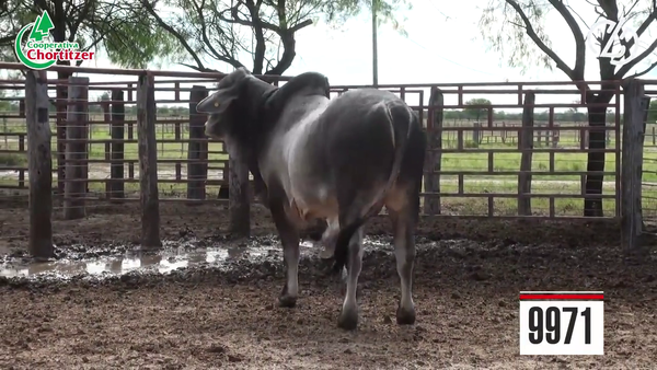 Lote Brahman