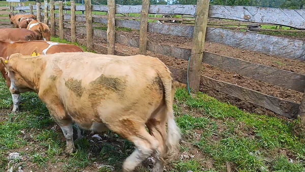 Lote 55 Vaquilla Engorda en Los Lagos, XIV Región Los Ríos