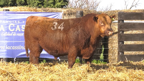 34 -  40502C — TOROS ANGUS PURO CONTROLADO