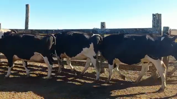 Lote Vaquillonas Preñadas  - Ramon Bereheterbide