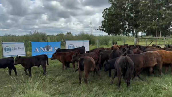 Lote 80 Vacas nuevas C/ cria