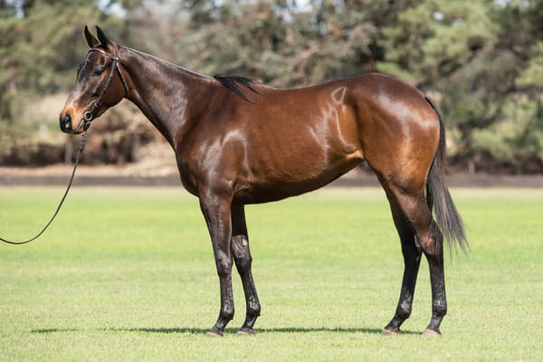 Lote TAITA CAIPIRINHA - T/E (OPEN MESSI - GETE GINEBRA)