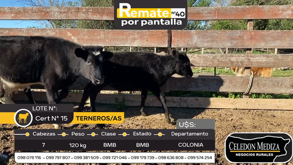Lote 7 Terneros y Terneras en Artilleros, Colonia