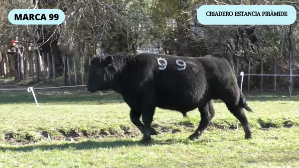 Lote 1 Toro en Río Ibáñez, XI Región Aysén