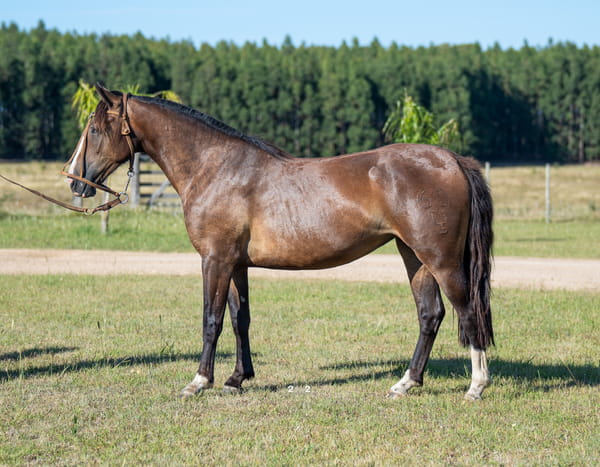 Lote FACEIRA SANTA DEL PORRÚA