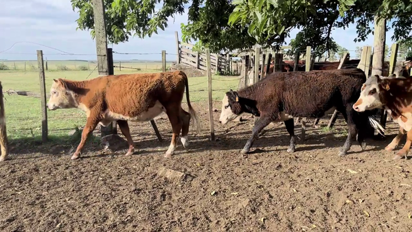 Lote TERNERAS
