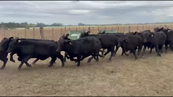 Lote 42 Terneras en Capitán Sarmiento
