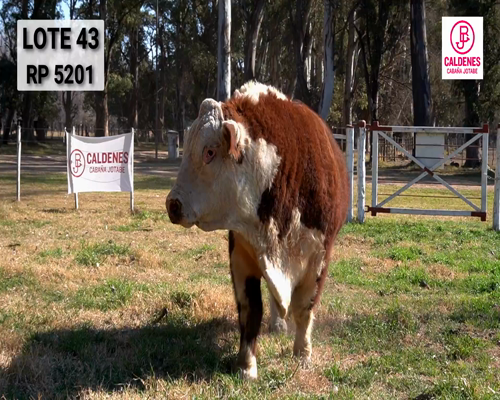 Lote TORO PURO DE PEDIGREE (Corral 43)