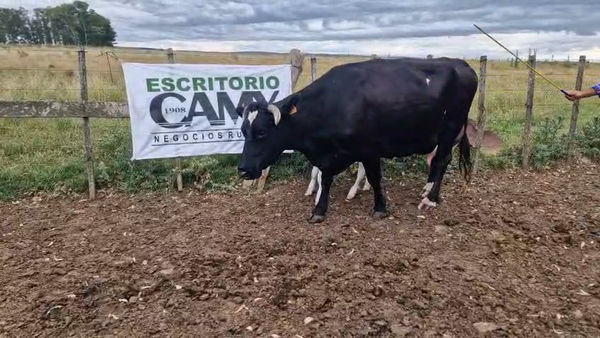 Lote 2 Piezas de cría 480kg - , San José