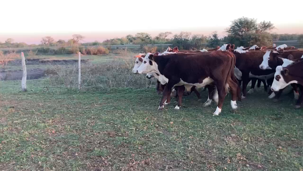 Lote 50 Novillitos en Esquina, Corrientes