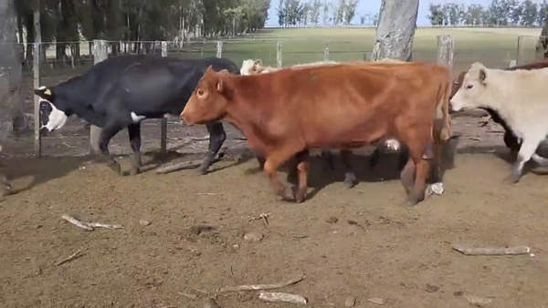Lote Vacas Preñadas