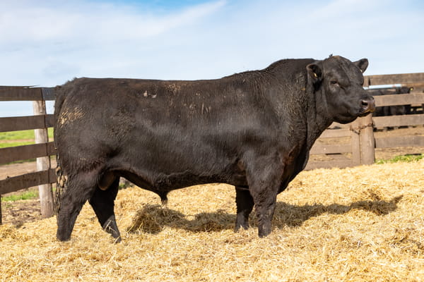 Lote Toro PP