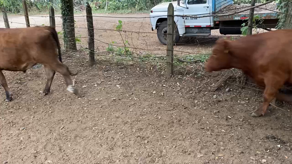 Lote 50 Novillo Engorda en Paillaco, XIV Región Los Ríos