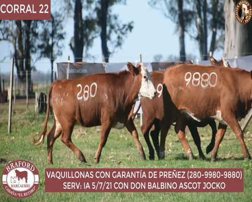 Lote Vaquillona Braford Cabaña El Retiro