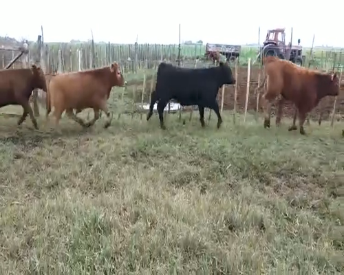 Lote 24 Terneros en Canals, Córdoba