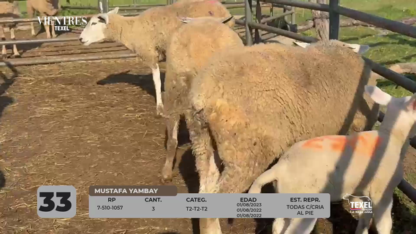 Lote LOTE 33