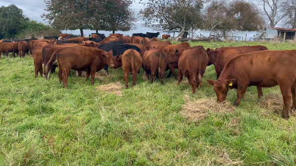 Lote 70 Vaquilla Engorda en Puerto Varas, X Región Los Lagos