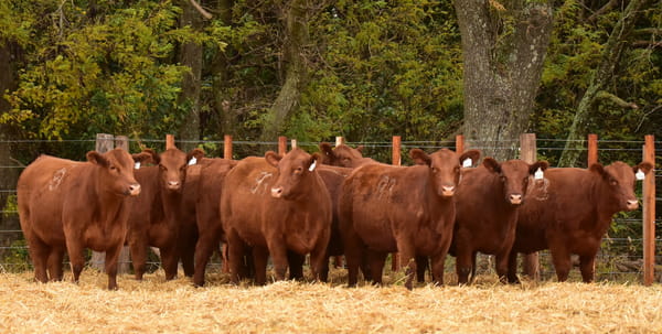 Lote VAQUILLONAS ANGUS PC PRIMAVERA