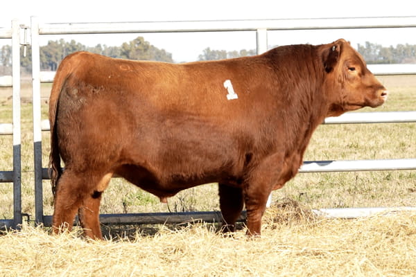 1 — TOROS ANGUS PUROS CONTROLADOS