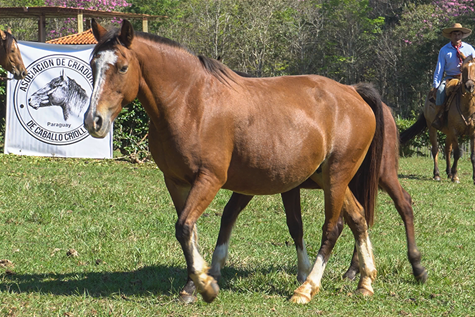 Lote PRATA DA ESCONDIDA